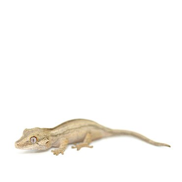 Striped Gargoyle Gecko Monfield Reptile